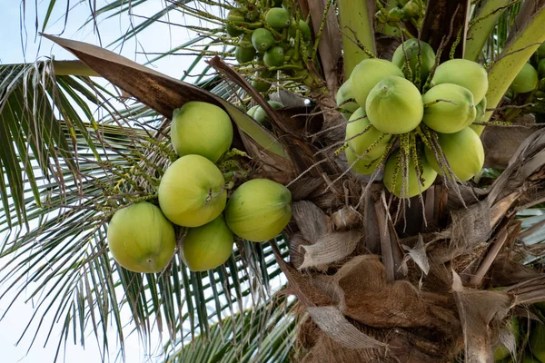 棕榈树 有成熟的椰子 椰子束在棕榈树上 — 图库照片