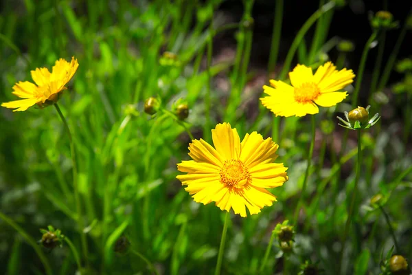 Sommer Ist Der Park Voll Von Doronicum Blumen Textur Oder — Stockfoto