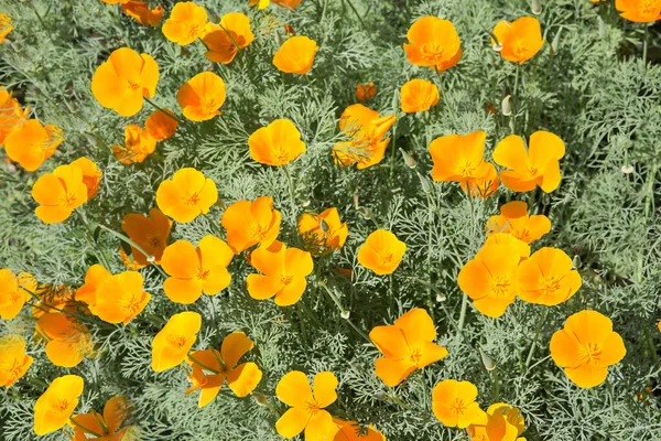 Escholzia Bloomed Garden Yellow Texture Background — Photo
