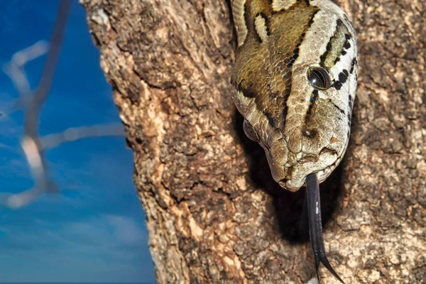 African Rock Python Chobe National Park Botswana — Foto de Stock