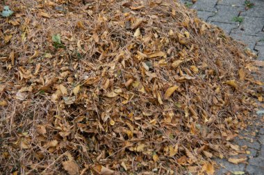 Büyük düşen sonbahar yaprakları bir araya toplandı.