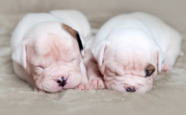 Two small American Bulldog puppies are sleeping