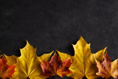 Gri betonda renkli sonbahar mermer yaprakları