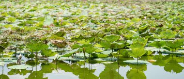 Lotus gölde, nilüferler suda, Budd 'ın çiçekleri