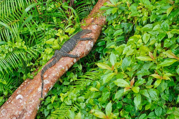 Water Monitor Sinharaja National Park Rain Forest Шри Ланка — стоковое фото