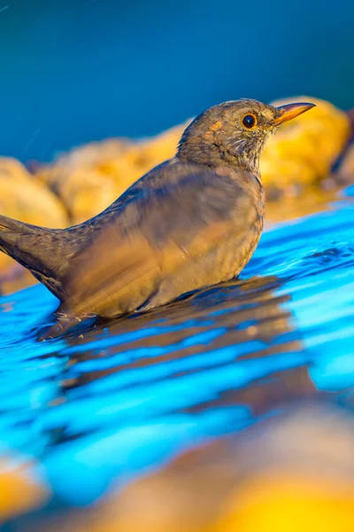 Vacker Fågel Naturen Djur Vilda Djur — Stockfoto
