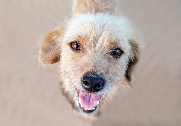 Closeup View Face Funny Dog — Stock Photo, Image