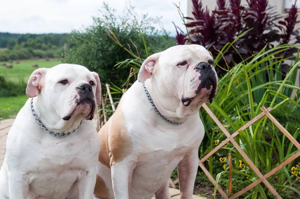 Two female and male American Bulldog dog on yard