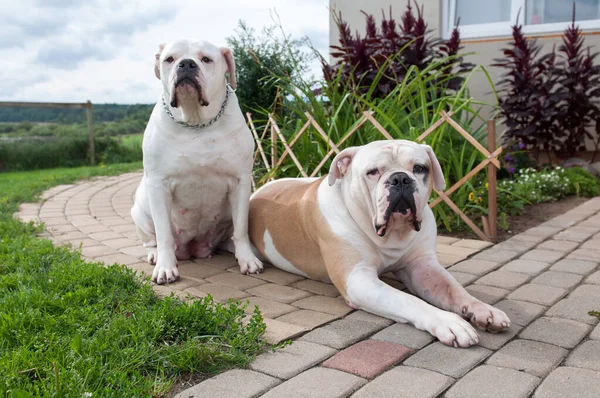 two female and male American Bulldog dog on the yard
