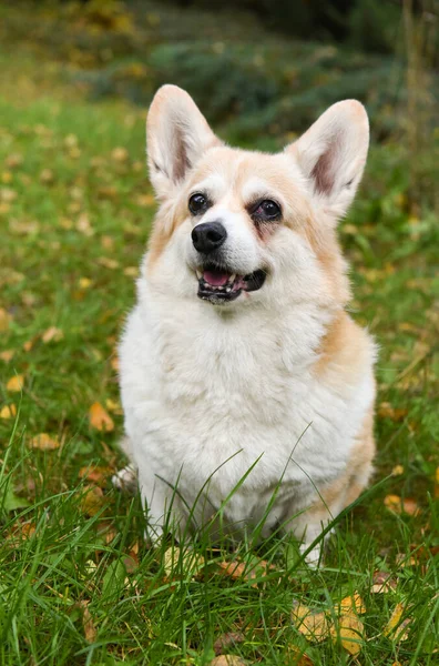 Corgi Dog Portrait View — Stock Photo, Image