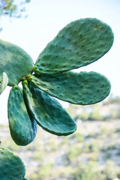 Zielony Kaktus Dzikiej Przyrodzie Widok Dzienny — Zdjęcie stockowe