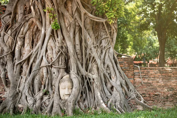 Ancient Buddha Head Roots Tree Mahathat Temple — Stock Photo, Image