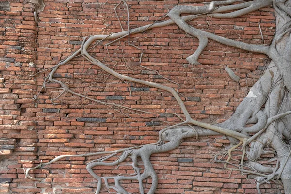 Antik Tuğla Duvar Büyüyen Banyan Ağacı Kökleriyle Harabeler — Stok fotoğraf
