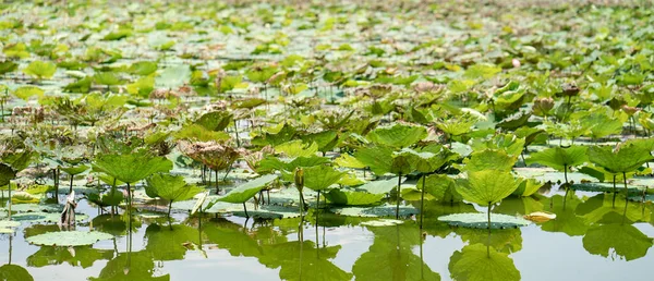 Lotus Ponds Lake Water Lily Water Flower Budd — Stock Photo, Image