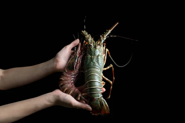 Woman Hand Holding Fresh Raw Tiger Prawn Spiny Lobster — Stock Photo, Image