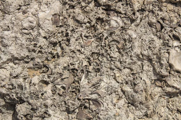 Textura Roca Con Fósiles Marinos —  Fotos de Stock