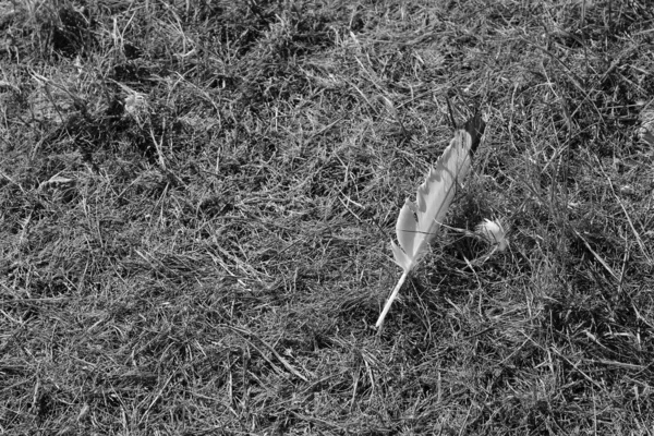 干草质感上的白羽 — 图库照片