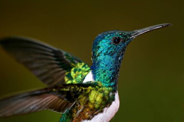 Hummingbird, Maquipucuna Cloud Forest Reserve, Ecuador clipart