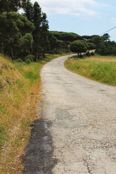 Camino Montaña Rodeado Vegetación Verde — Foto de Stock