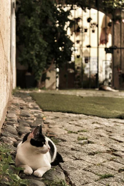 Черно Белая Кошка Брусчатке Лисбона — стоковое фото
