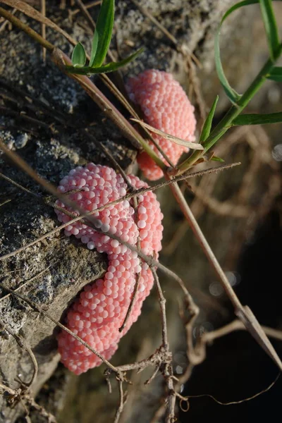 Pink Snail Eggs Close — Stock Photo, Image