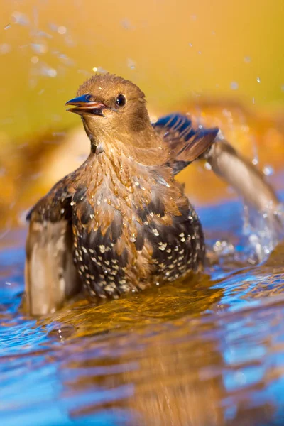 Starling Skogsdammen Medelhavsskogen Spanien — Stockfoto