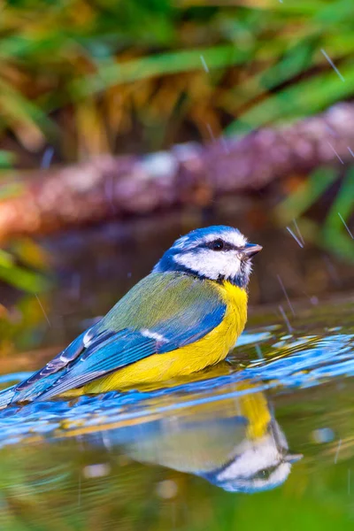 Blue Tit Forest Pond Mediterranean Forest Spain — стокове фото