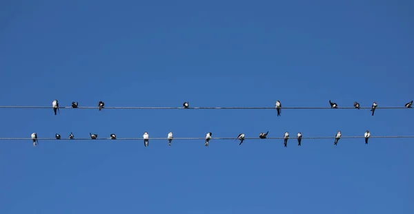 Vogels Zwaluwen Zittend Een Draad Een Helderblauwe Lucht Achtergrond — Stockfoto