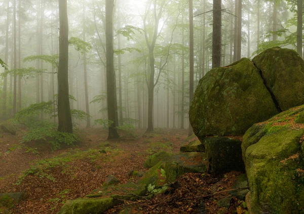 Grandi Pietre Masso Ricoperte Muschio Nella Foresta Nebbiosa — Foto Stock