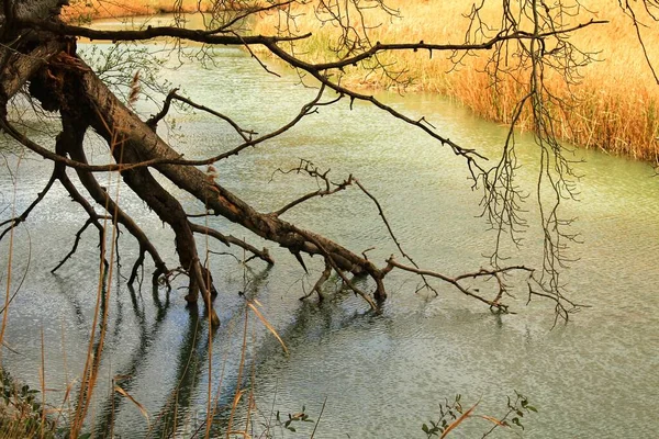 Tree Roots River —  Fotos de Stock