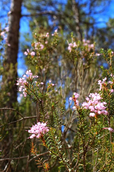 Erica Canaliculata Pink Flowers Mountain — Stock fotografie