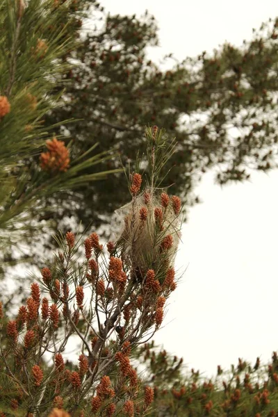 Processionary Nest Pine Tree — Stock Photo, Image