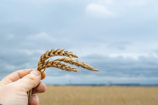 Колючка Зерном Пшеницы Руке Человека — стоковое фото