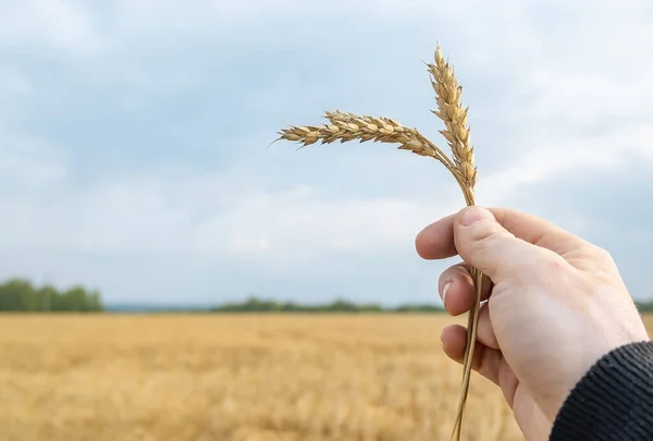 Harvest Symbol Ear Mature Wheat Hand Man — Stock Photo, Image