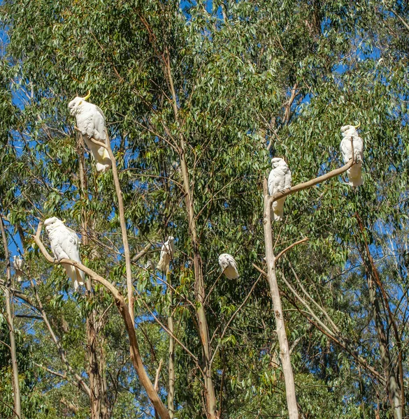 Cockatoos Australia Nature Background — Stock Photo, Image