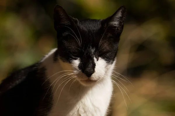 A cat with black and white spots rests in the sun
