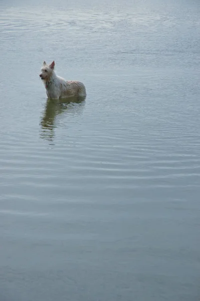 Dog Pond —  Fotos de Stock