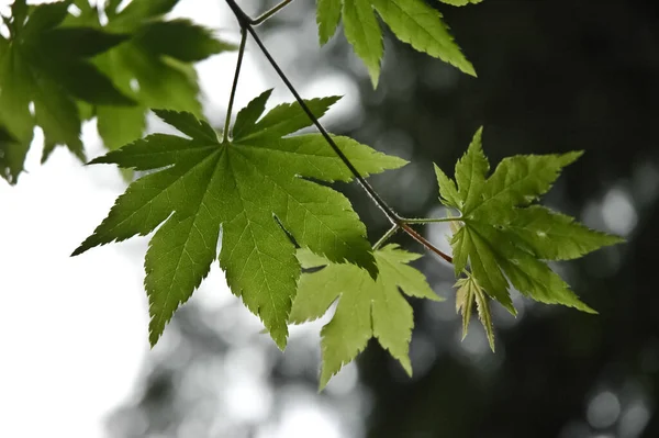 Folhas Ácer Verde Japão Durante Início Primavera — Fotografia de Stock