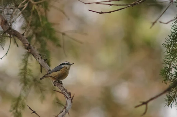 自然界中美丽的小鸟 野生动植物 — 图库照片