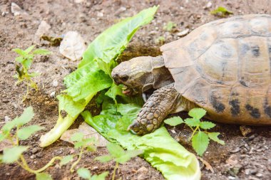  Kaplumbağa hayvan doğa arka planında