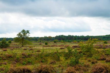 Hollanda 'daki Veluwe' deki Heather arazileri