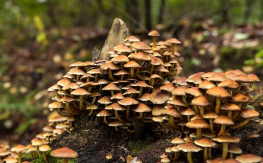 large group of mushrooms on a tree stump in the Veluwe in autumn