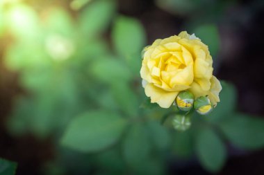 Bahçedeki güzel güller   