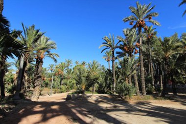 Landscape and palm trees of the hillside of the Vinalopo River