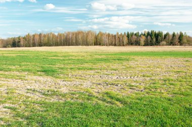 Tarlada yeşil bitkilerin büyümesi