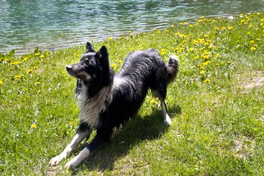 Parktaki sevimli Avustralyalı köpeğin yakın plan çekimi.