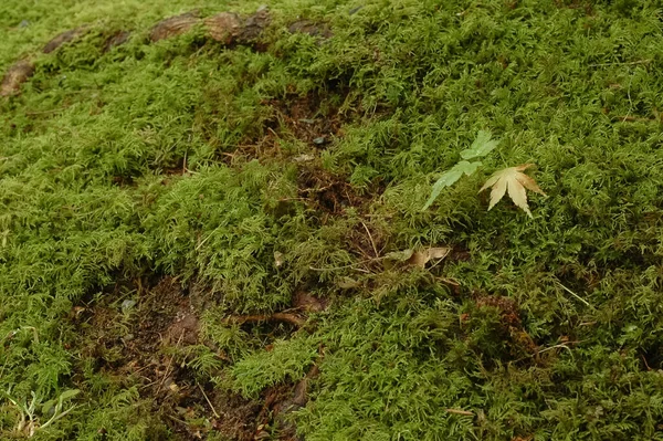 Полный Кадр Красивой Травы Фона — стоковое фото
