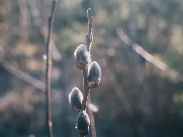 Načechrané Pupenů Jarní Strom — Stock fotografie