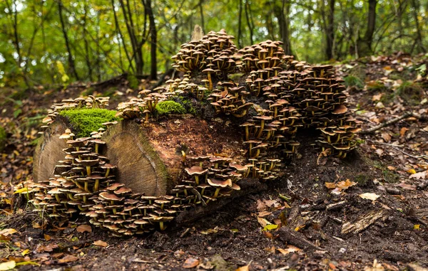 Large Group Mushrooms Tree Stump Veluwe Autumn — Stockfoto