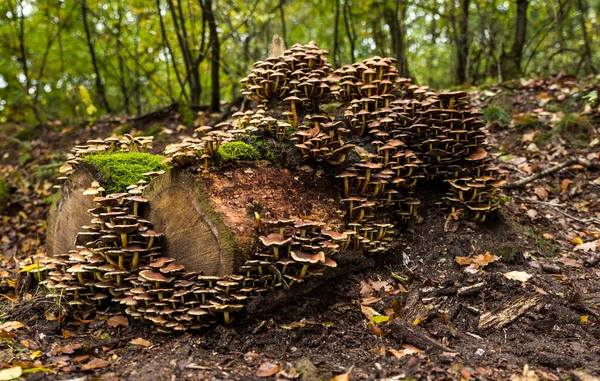 Sonbaharda Veluwe Bir Ağaç Kütüğünde Büyük Bir Mantar Grubu — Stok fotoğraf